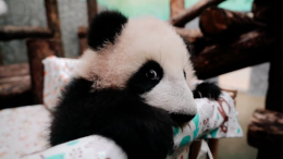 Не надо шалить: панда Катюша втайне от мамы осваивает лестницу — смотреть
