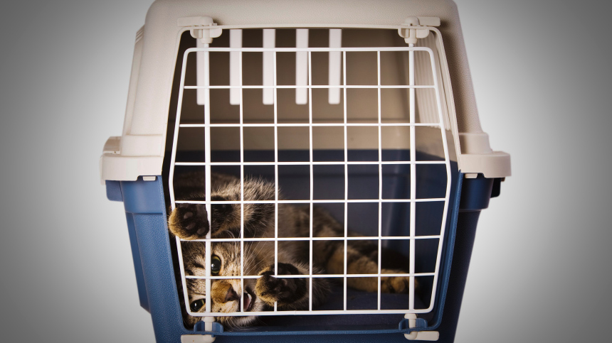 РЖД изменят правила перевозки животных после гибели кота Твикса