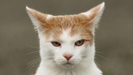 «История растопила сердца»: Мизулина предложила поставить памятник коту Твиксу