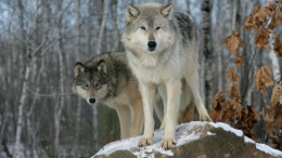 «Зверь запрограммирован убивать»: в Курганской области волк растерзал женщину