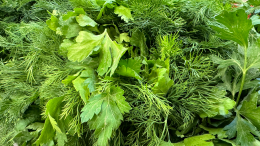 Как выращивать на подоконнике лук и зелень круглый год