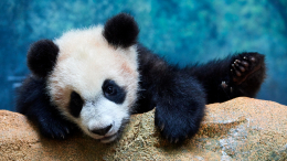 Озорная проказница: панда Катюша «отбилась от лап» и нервирует маму