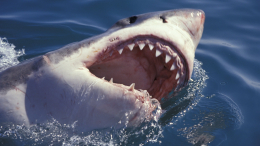 Тупорылая акула впервые за 15 лет напала на человека в Сиднее