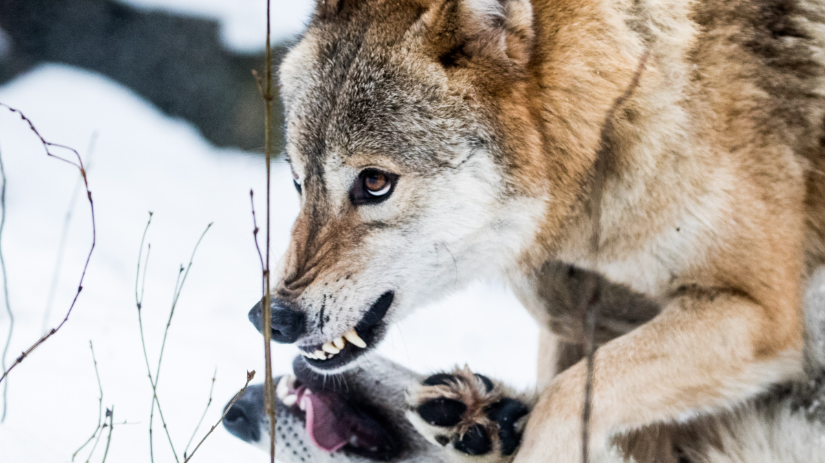 Видео: нападения волков