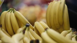В Россию начались поставки бананов из Индии
