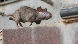 Крысы в многоквартирном доме: почему они появляются и куда нужно обращаться