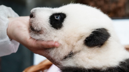 «Нам повезло»: в Московском зоопарке указали на русский характер панды Катюши