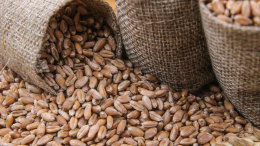 Масштабная гуманитарная акция: Россия отправила Африке 200 тысяч тонн пшеницы