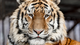 Раненного амурского тигра доставили в хоспис для хищников под Санкт-Петербургом