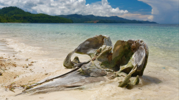 Больше человеческого роста: на пляж в США выбросило гигантский череп