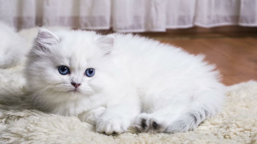 Как продлить жизнь кошке? Ветеринары дали важные советы