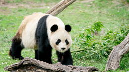 Вернулись домой: Китай забрал панд из зоопарка Мадрида