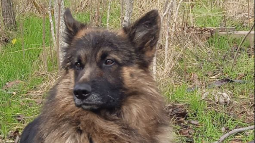 Прощай, наш верный друг: пес защитил российских бойцов от украинского дрона