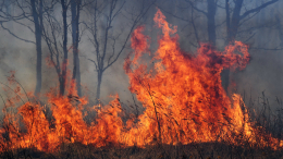 Площадь природных пожаров в Приморье достигла 1000 гектаров