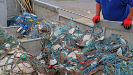Ответная мера: Россия запретит Британии ловить рыбу в части Баренцева моря