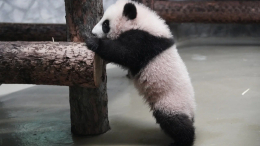 Собянин: панда Катюша впервые вышла в большой вольер Московского зоопарка