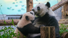 Эксклюзивные кадры: как ведет себя панда Катюша в новом вольере