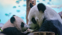 Не надо печалиться: панда Катюша «обманула» зрителей и устроила тусовку в родильном отделении