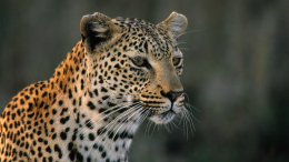 Большие кошечки: как на Кавказе и в Приморье восстанавливают популяцию леопарда