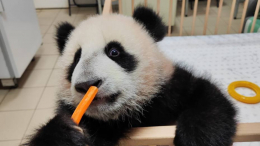 «Мам, ну пусти»: неожиданный гость появился в вольере панды Катюши