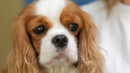Болезнь на двоих: какие инфекции человек может подхватить от своей собаки