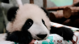 «Еще не определилась»: панда Катюша неохотно встает рано утром
