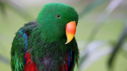 Техника для домашних питомцев: как орнитологи научили попугаев играть на планшете