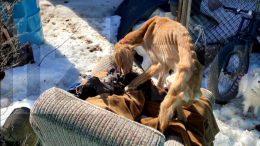 «Не отдам»: жительница Каширы держит в заточении десять истощенных собак