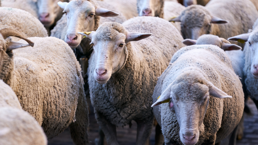Стадо овец вызвало переполох на польско-украинской границе