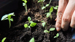 Простой лайфхак: как сэкономить на семенах и получить богатый урожай