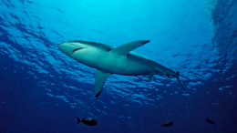 Радикальные меры: в Египте могут начать отстреливать акул на побережье Красного моря