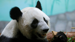 Тысячи людей в слезах: родившуюся в Южной Корее панду Фу Бао возвращают в Китай