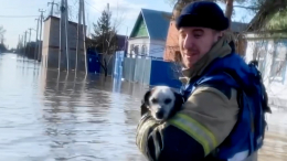 «Маленькие жизни»: на месте ЧС в Орске спасают оставленных домашних животных