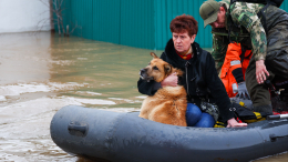 «Сердце кровью обливается»: как людей и брошенных животных спасают в затопленном Орске