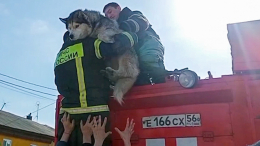 Будут жить: спасатели эвакуировали хаски из затопленного питомника под Оренбургом