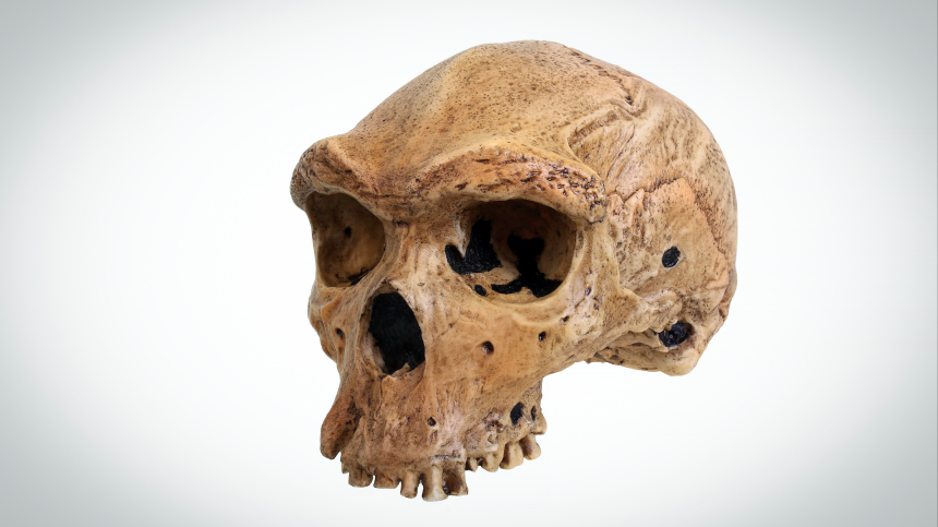 Меняли образ в младенчестве: ученые нашли женщин-викингов со странными черепами