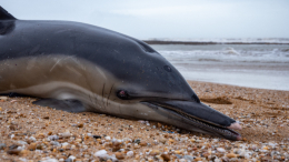 Кимми дома: в Крыму в море выпустили спасенного дельфина