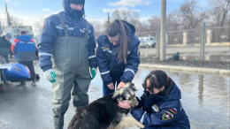 Добровольцы-спасатели ВСКС помогают людям и животным в зоне подтоплений под Оренбургом