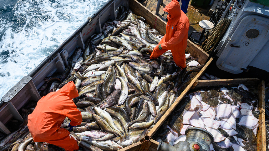 Восемь приморских рыбопромышленных компаний перешли в собственность России