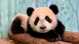 В Московском зоопарке назвали панду Катюшу самой счастливой девочкой на свете