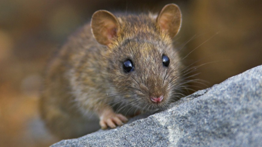 Гуманное ли решение? В Нью-Йорке придумали способ борьбы с крысами