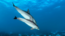 «Глотают раковины»: с чем связана массовая гибель дельфинов в Анапе