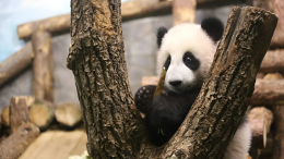 Быстро растет: в Московском зоопарке измерили рост и вес панды Катюши
