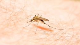Комары в России начали переносить 47 новых вирусов