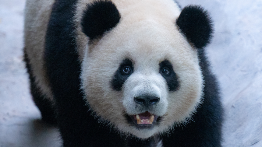 Две панды набросились на смотрительницу зоопарка в Китае