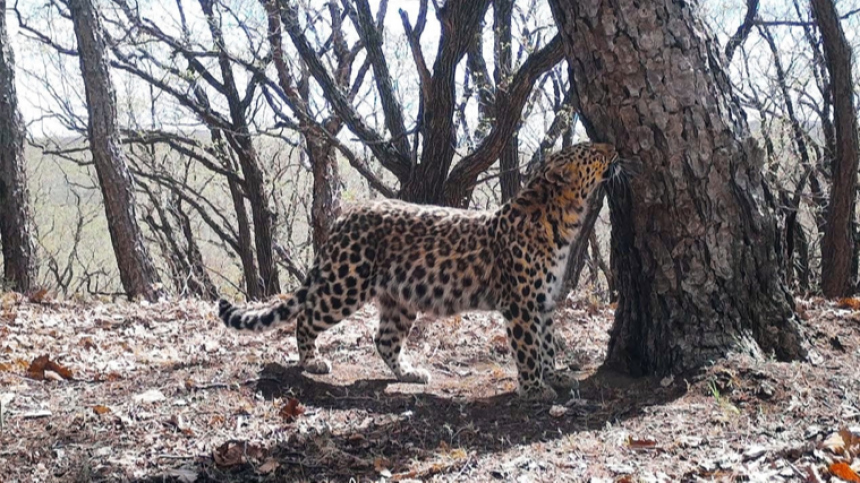Молодой леопард «бросил вызов» хозяину старейшего заповедника в Приморье