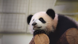 Новый этап взросления: для панды Катюши впервые открыли выход в уличный вольер