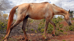 «Начали разлагаться»: десятки лошадей погибли от голода на конном заводе на Ставрополье