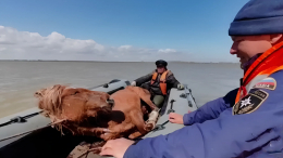 «Вода стала прибывать»: в Тюменской области спасли от гибели табун лошадей