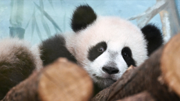 Порция умиления: панда Катюша элегантно поедает бамбук